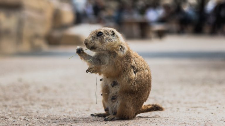 Copywriting For Groundhog Day